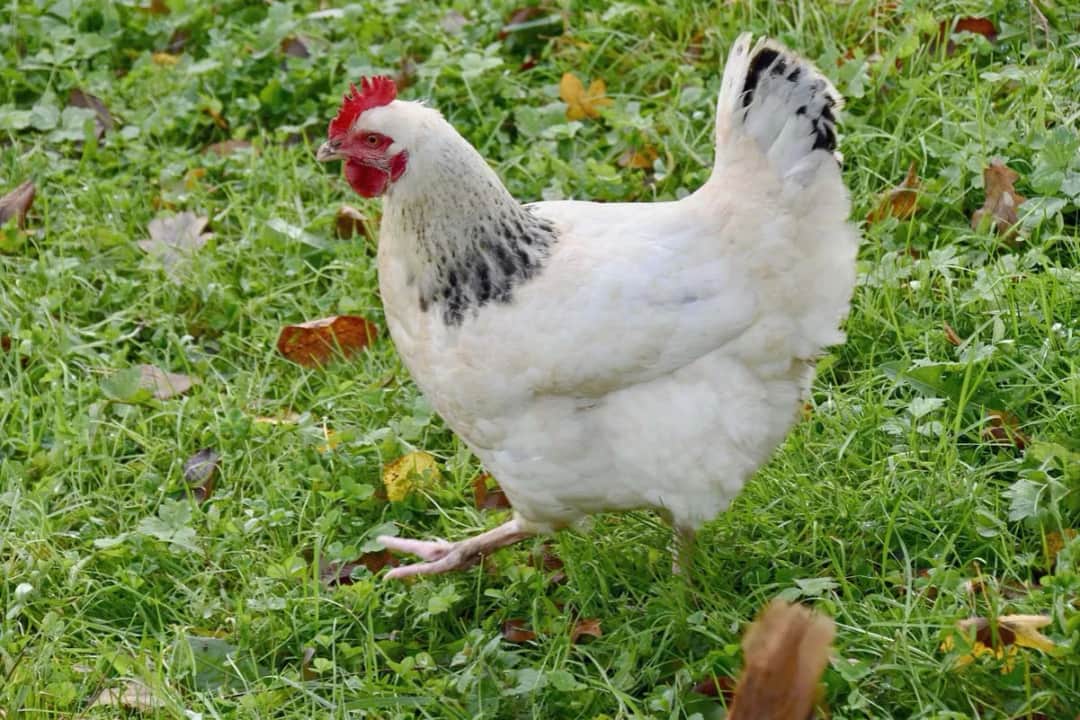 Jakie kury do przydomowej hodowli: najlepsze rasy dla Twojego ogrodu