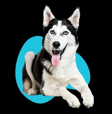 Ile kosztuje husky z hodowli? Poznaj ukryte koszty i pułapki