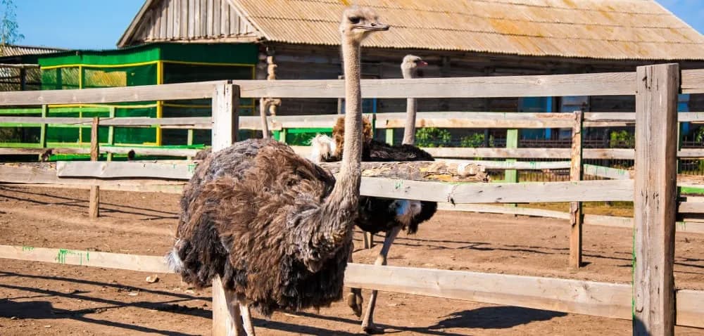 Jak zacząć hodowlę strusi: kluczowe kroki i unikalne wyzwania