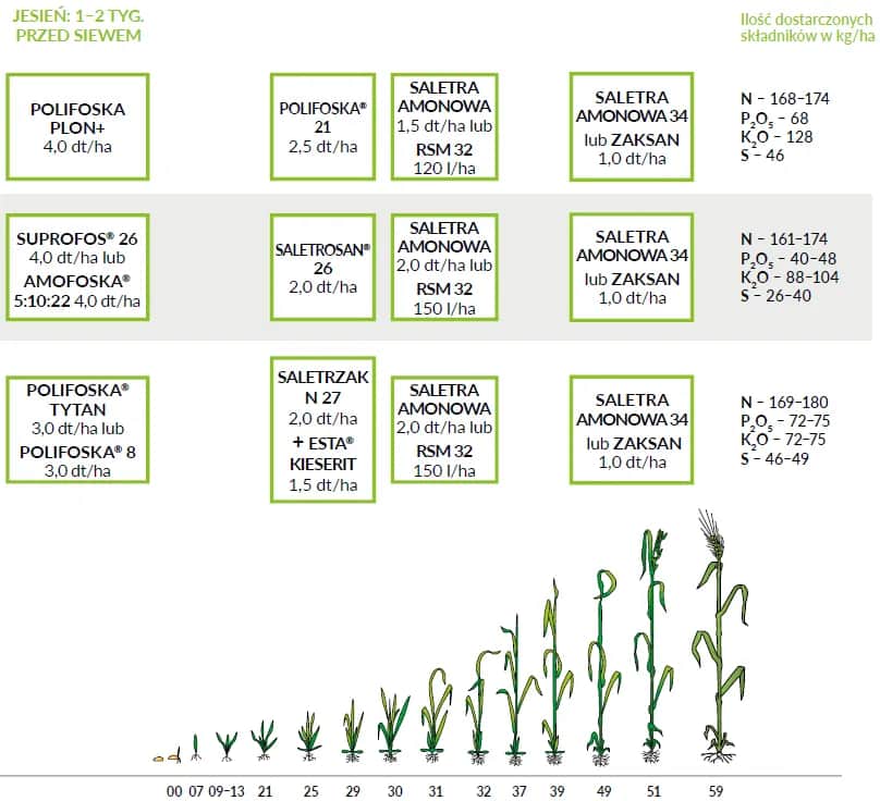 Jaki nawóz pod żyto ozime? Odkryj najlepsze metody nawożenia