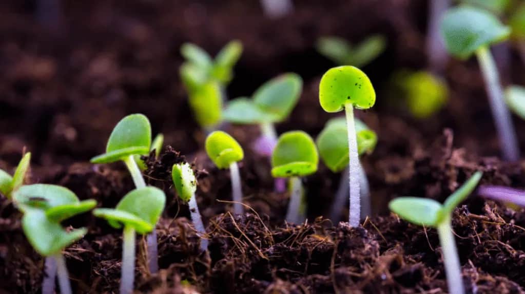 Co sieje w maju? Odkryj najlepsze rośliny do siewu w ogrodzie