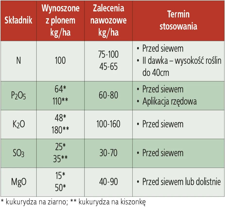 Ile nawozu na kukurydze? Odkryj idealne dawki dla zdrowego plonu