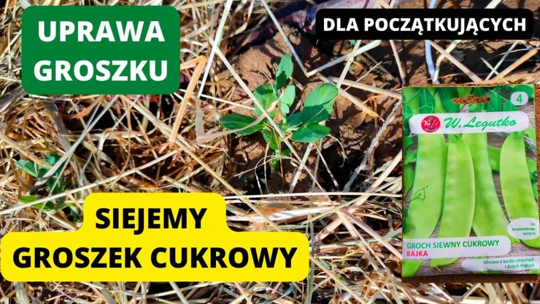 Kiedy siać groszek cukrowy, aby uniknąć nieudanej uprawy?