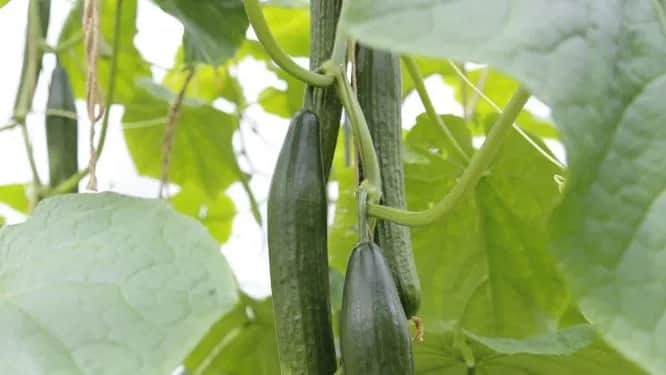 Kiedy siać ogórki pod folię, aby uniknąć przymrozków i zwiększyć plony