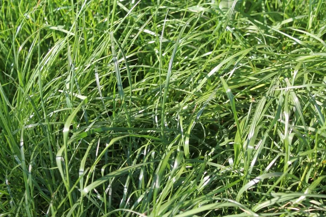 Jaki nawóz stosować na łąki, aby uniknąć błędów w nawożeniu?