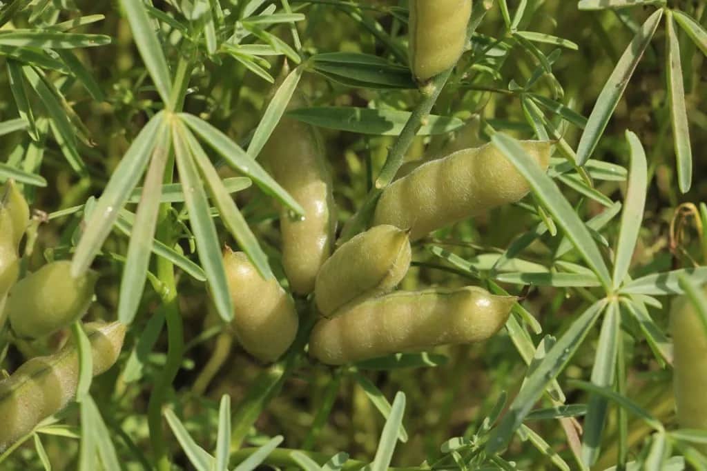 Kiedy siać łubin wąskolistny, aby uniknąć nieudanych plonów?