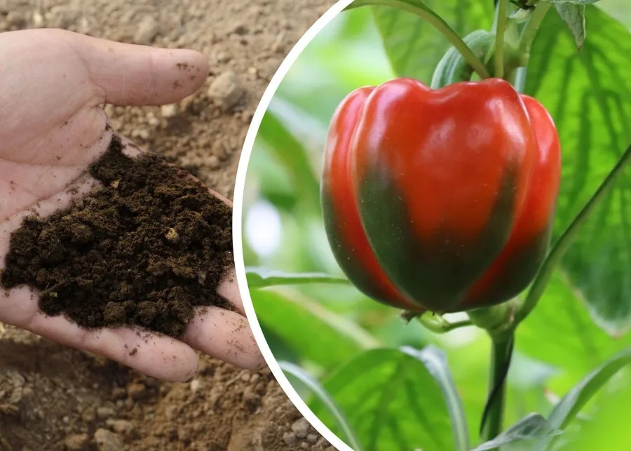 Najlepszy nawóz do papryki – uniknij błędów w uprawie