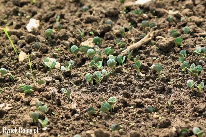 Kiedy siać łubin na przyoranie, aby uniknąć błędów w uprawie?