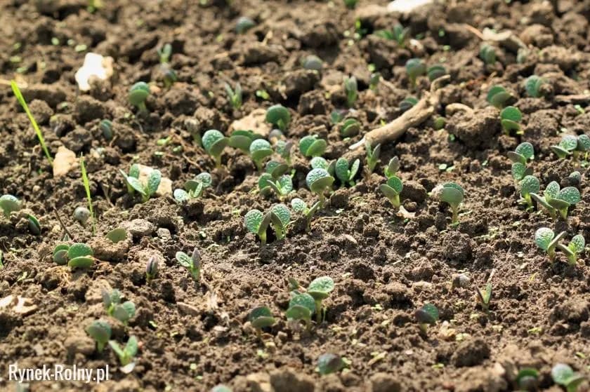 Kiedy siać łubin na przyoranie, aby uniknąć błędów w uprawie?