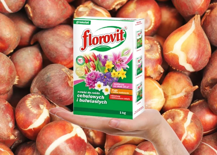 Jaki nawóz do roślin cebulowych, aby uniknąć słabego wzrostu?