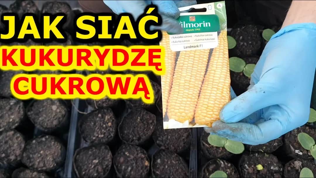 Kiedy się sieje kukurydzę? Kluczowe czynniki dla udanego siewu