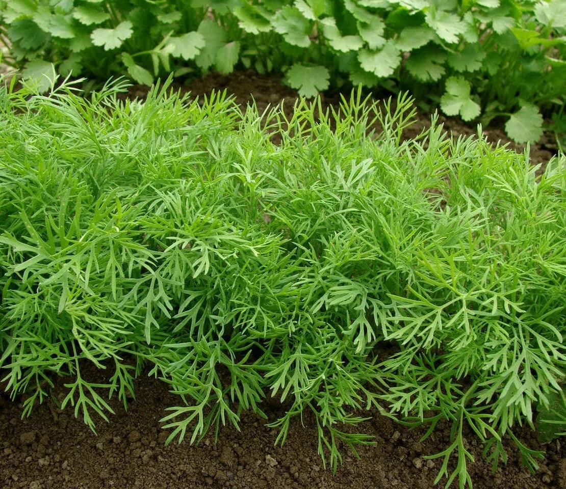 Jak uprawiać koperek - proste sposoby na obfite plony w ogrodzie