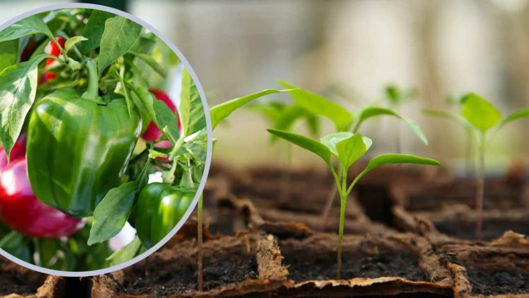 Kiedy siać paprykę na rozsady, aby uniknąć błędów w uprawie