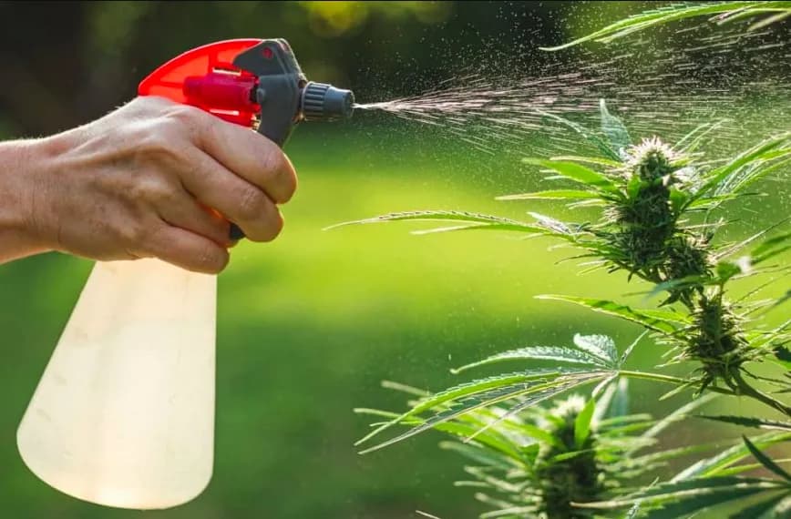 Jakie nawozy stosować do marihuany, by uniknąć słabych plonów?