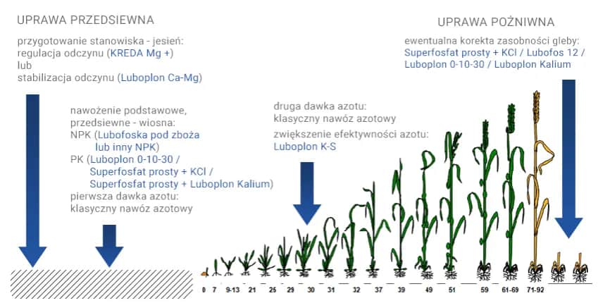 Kiedy siać nawóz na zboża jare, aby uniknąć niskich plonów