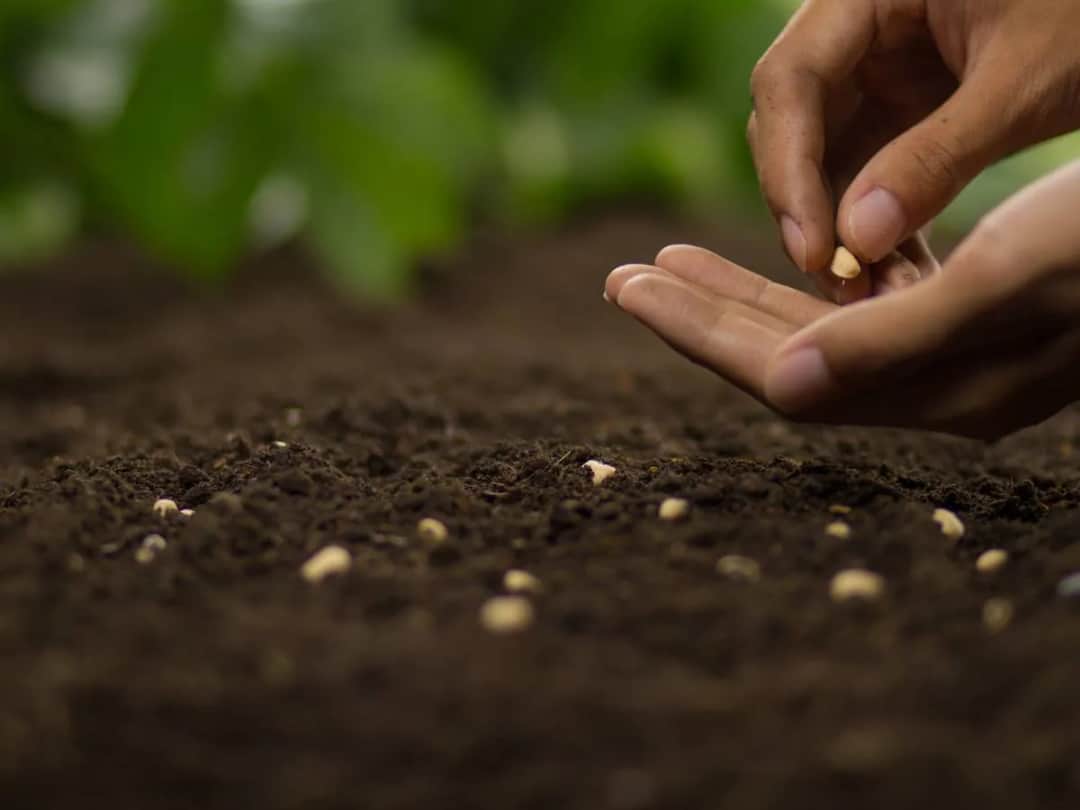 Jakie warzywa można siać na zimę, aby cieszyć się wczesnymi plonami
