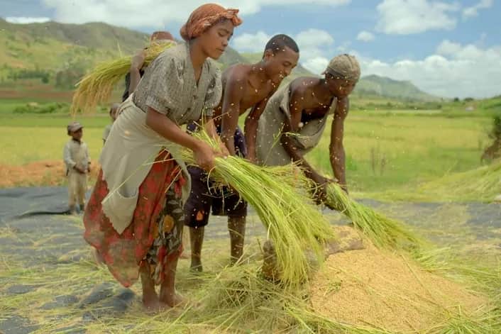 Jak uprawia się ryż - skuteczne metody i najczęstsze błędy