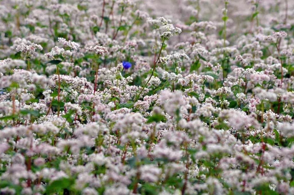 Gryka na poplon kiedy siać – uniknij błędów w uprawie i zyskaj plony