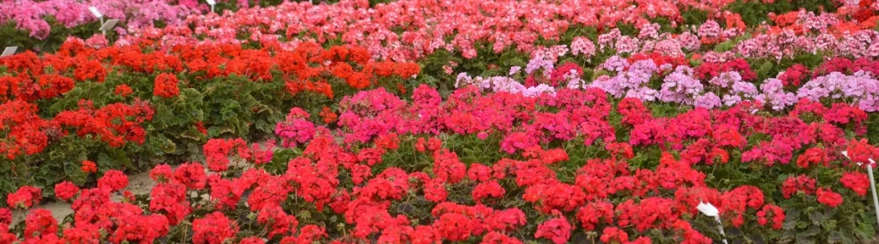 Pelargonia nasiona kiedy siać, aby uniknąć problemów z kwitnieniem