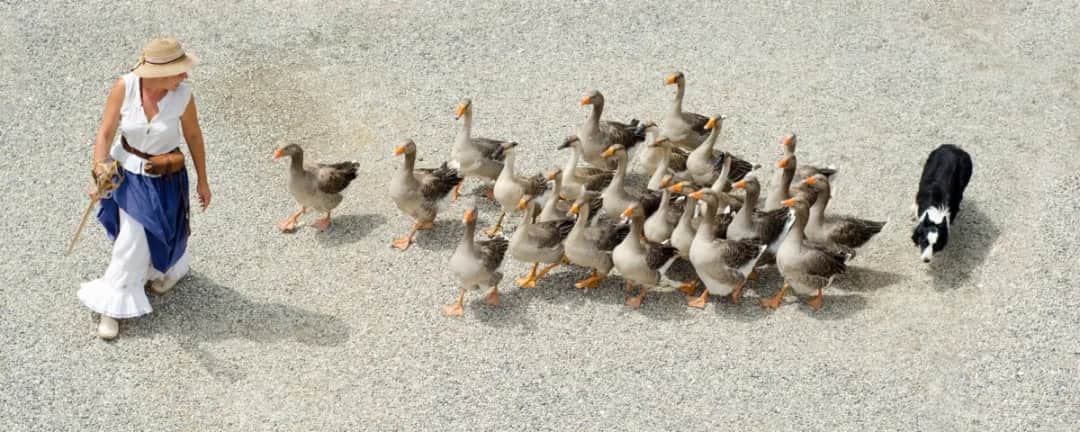 Hodowla gęsi jak zacząć - kluczowe kroki do sukcesu w farmie