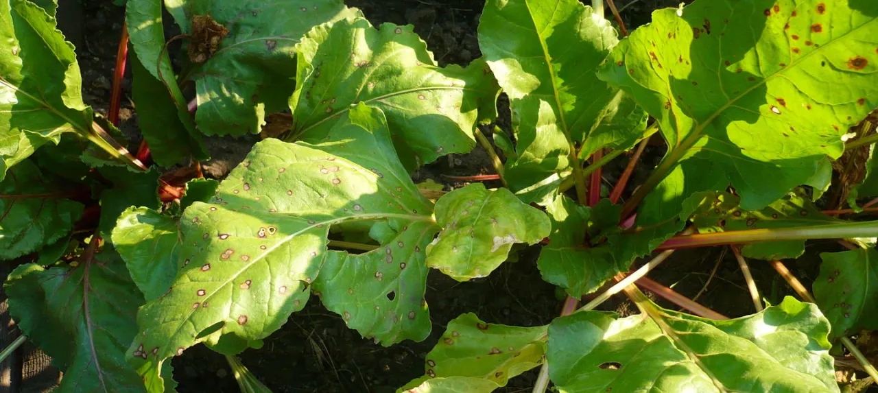 Po czym siać buraki ćwikłowe, aby uniknąć chorób i szkodników?