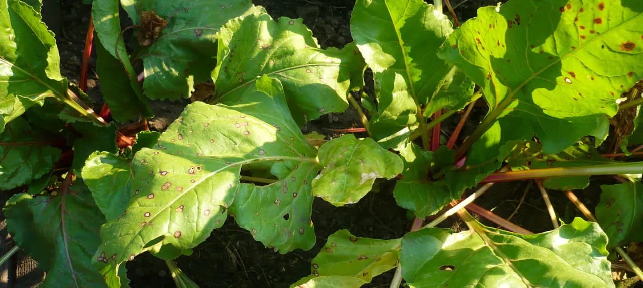 Po czym siać buraki ćwikłowe, aby uniknąć chorób i szkodników?