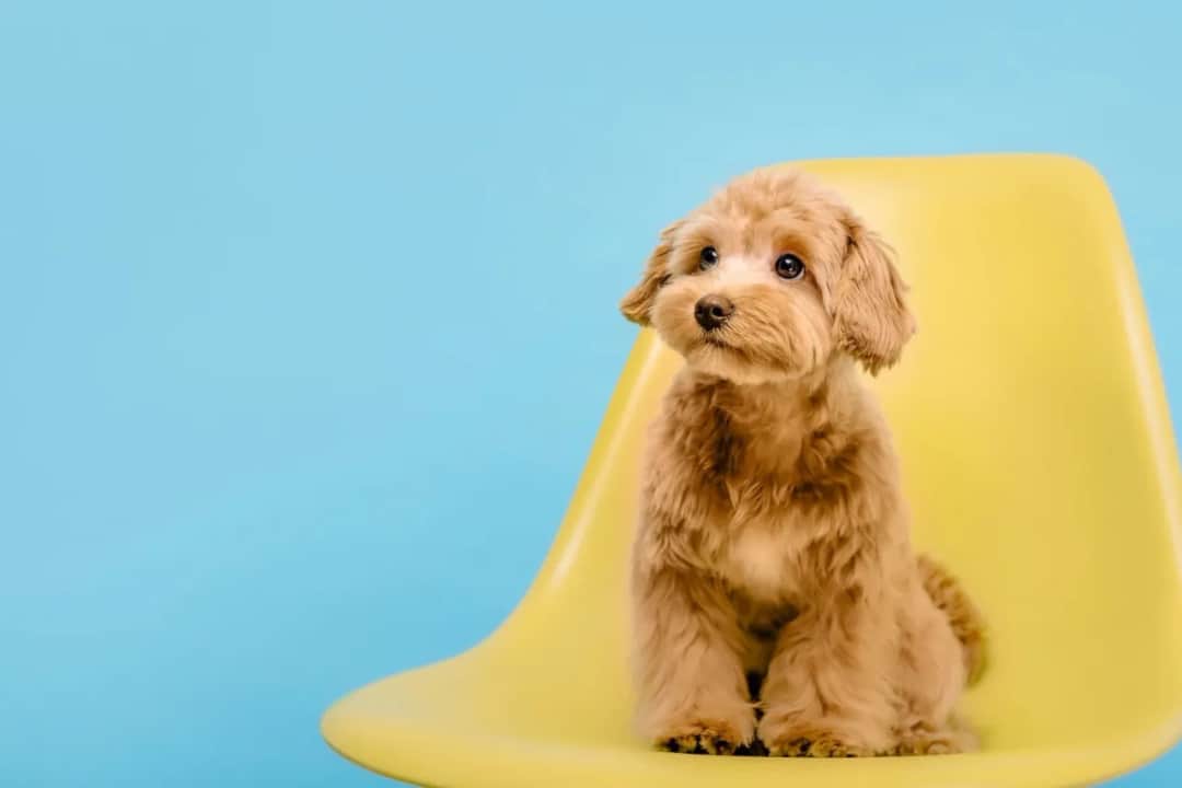 Ile kosztuje maltipoo z hodowli? Sprawdź, co wpływa na cenę