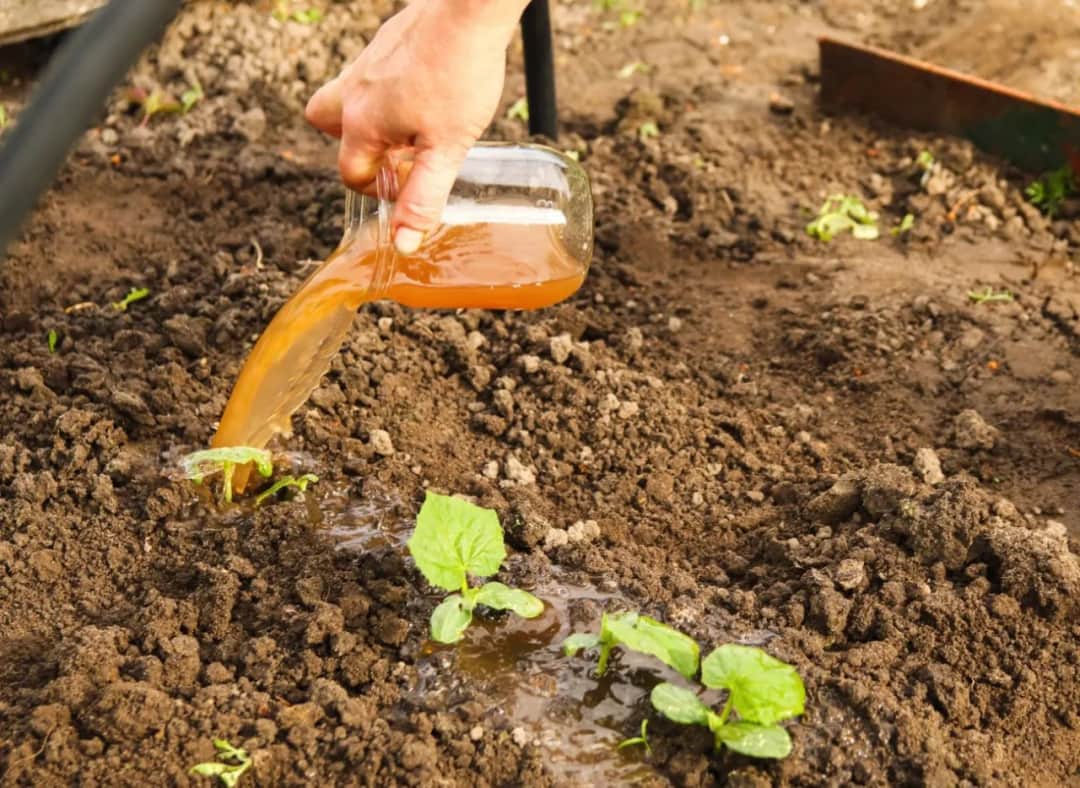 Jak zrobić płynny nawóz z obornika granulowanego w prosty sposób