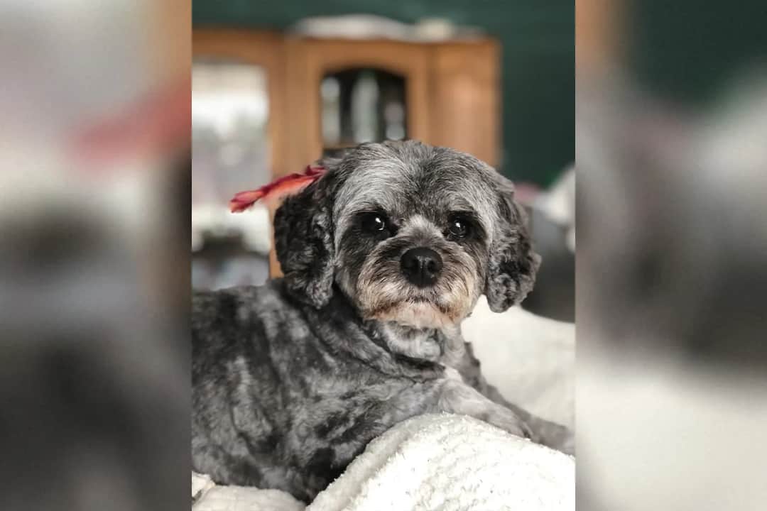 Hodowla co to? Kluczowe informacje o znaczeniu i praktykach hodowlanych