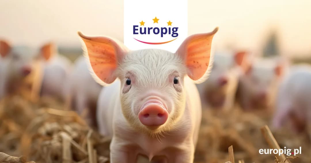 Dlaczego coraz więcej hodowców wybiera tucz kontraktowy?