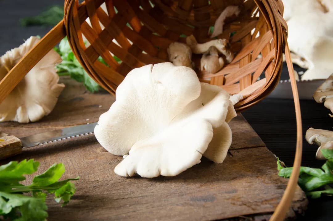 Jak uprawiać boczniaka: proste metody i kluczowe wskazówki dla początkujących