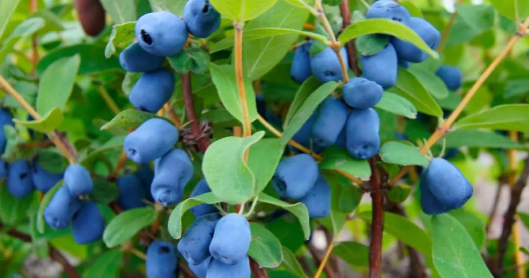 Jak uprawiać jagodę kamczacką i uniknąć najczęstszych błędów