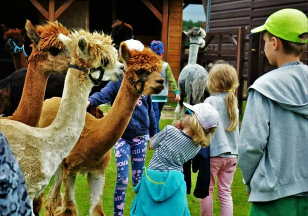 Jak założyć hodowlę alpak i uniknąć najczęstszych błędów?