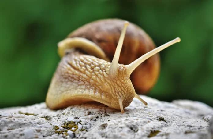 Jak założyć hodowlę ślimaków i uniknąć najczęstszych błędów