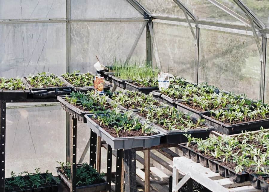 Co opłaca się uprawiać w szklarni? Najlepsze rośliny i zyski